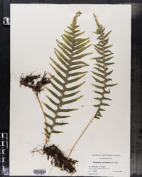 Polypodium glycyrrhiza image