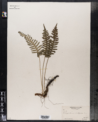 Polypodium vulgare image