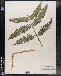 Dryopteris goldiana image