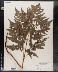 Pteris aquilina image