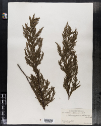 Cupressus nootkatensis image