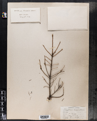Image of Picea omorica