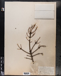 Image of Picea engelmannii
