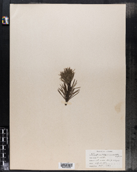Image of Pinus balfouriana