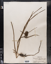 Sparganium diversifolium image