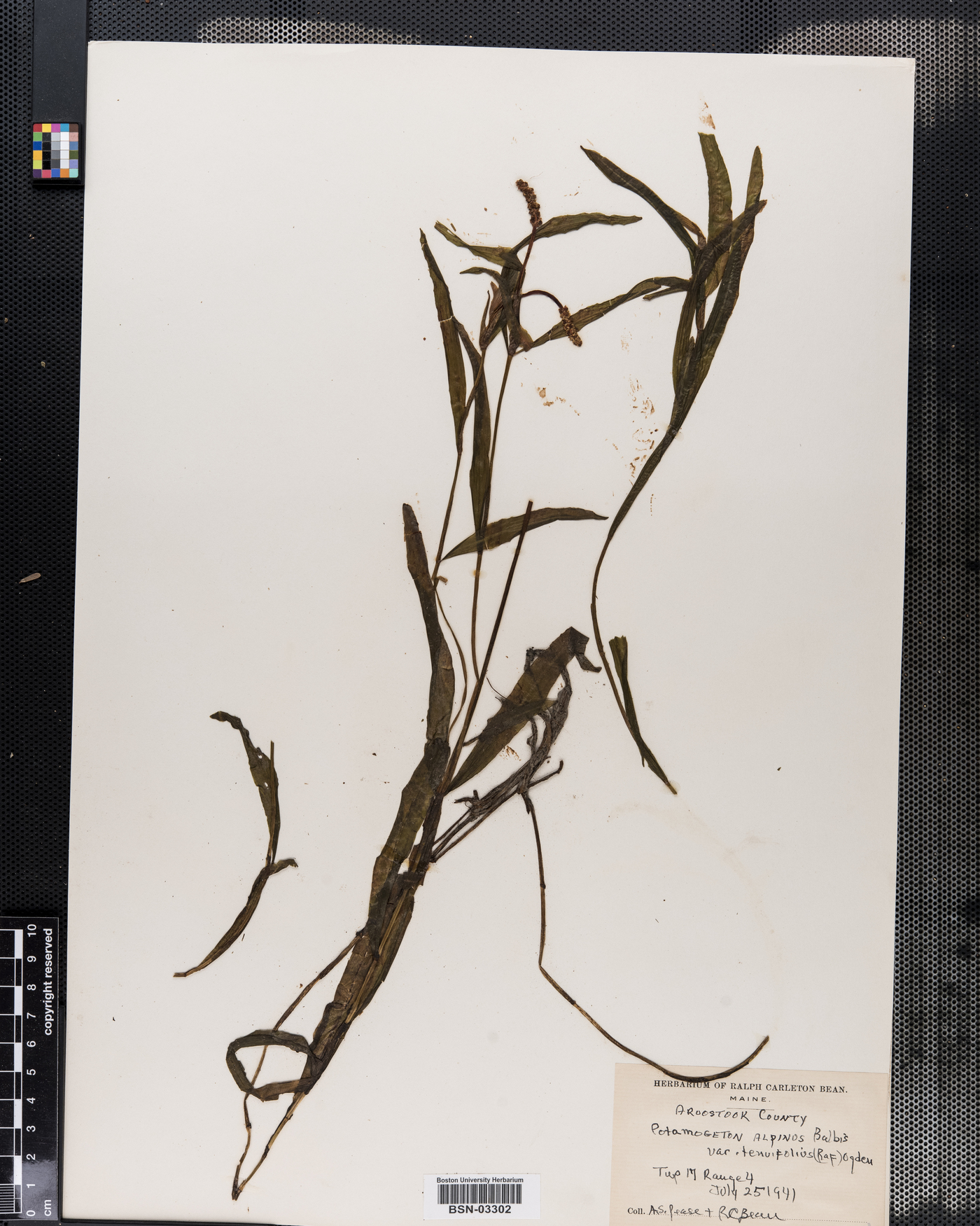Potamogeton alpinus var. tenuifolius image