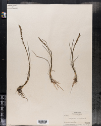 Triglochin maritima image