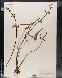 Sagittaria latifolia f. gracilis image
