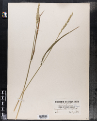 Elymus repens image