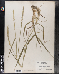 Elymus repens image