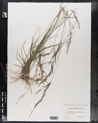 Image of Agrostis pallens
