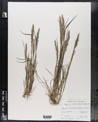 Image of Agrostis microphylla
