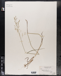 Agrostis alba image