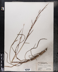 Schizachyrium scoparium var. scoparium image