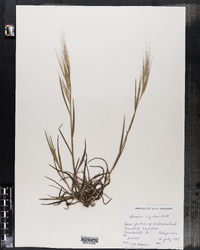 Bromus diandrus ssp. rigidus image