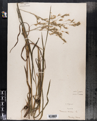 Bromus latiglumis image