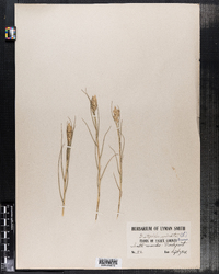 Distichlis spicata image