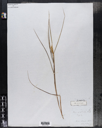 Elymus virginicus var. virginicus image