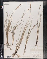 Carex livida var. grayana image