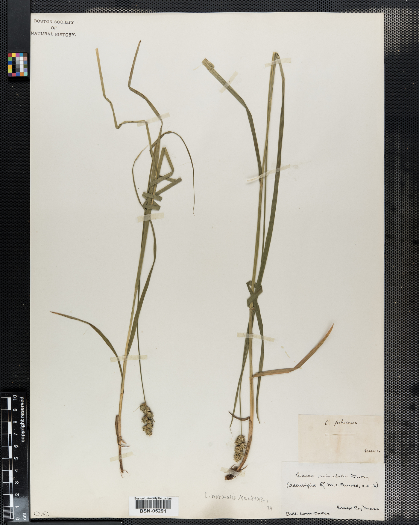 Carex normails image