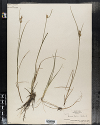 Carex oederi image