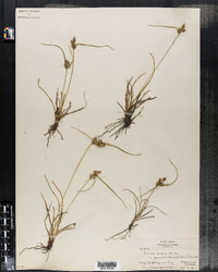 Carex oederi image