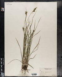 Carex pallescens image