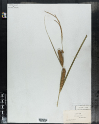 Carex ampullacea image
