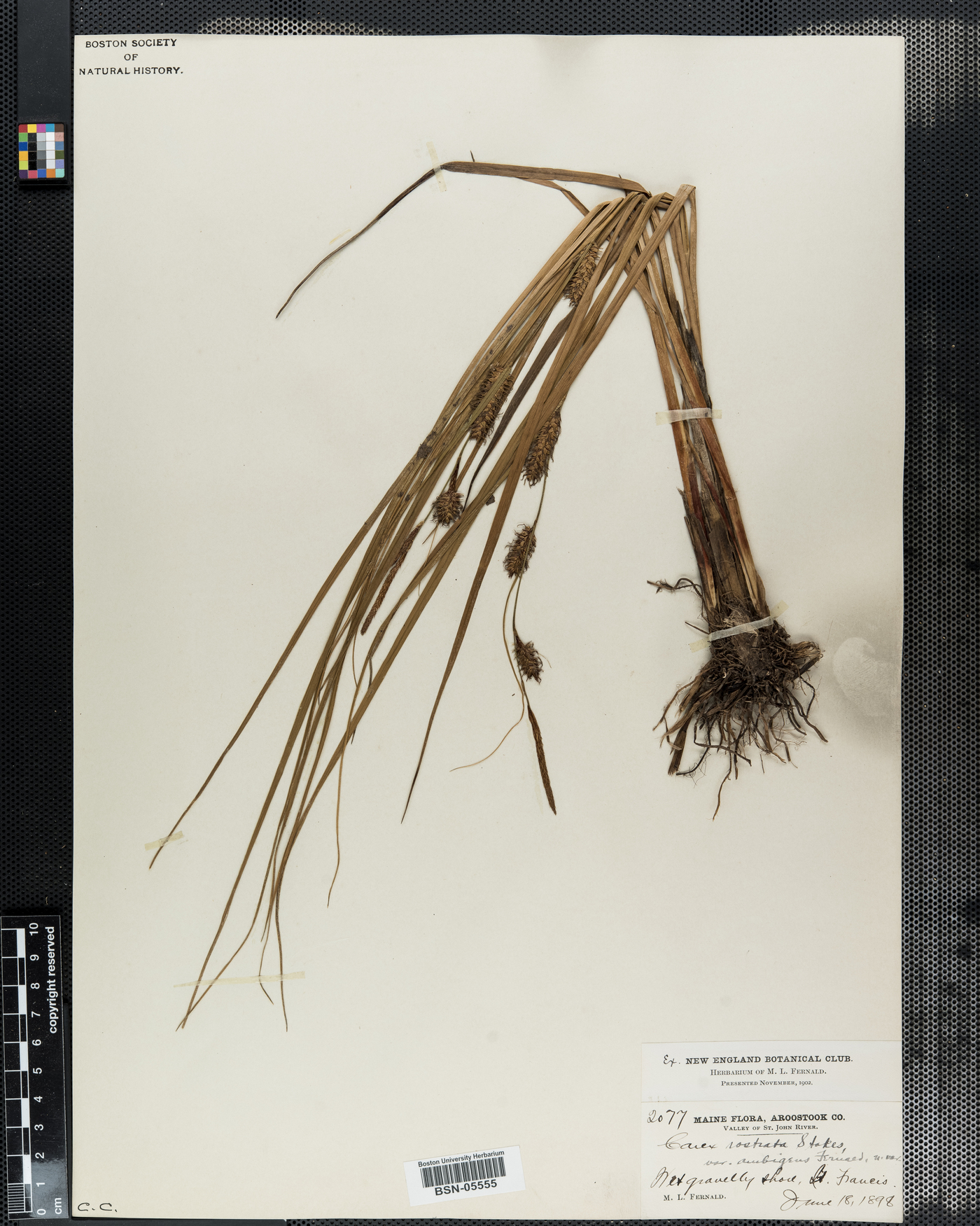 Carex rostrata var. ambigens image