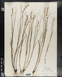 Carex silicea image