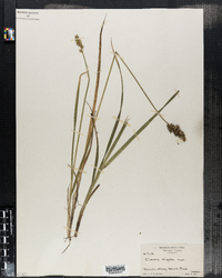 Carex stipata image