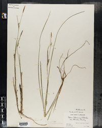 Carex tetanica var. woodii image