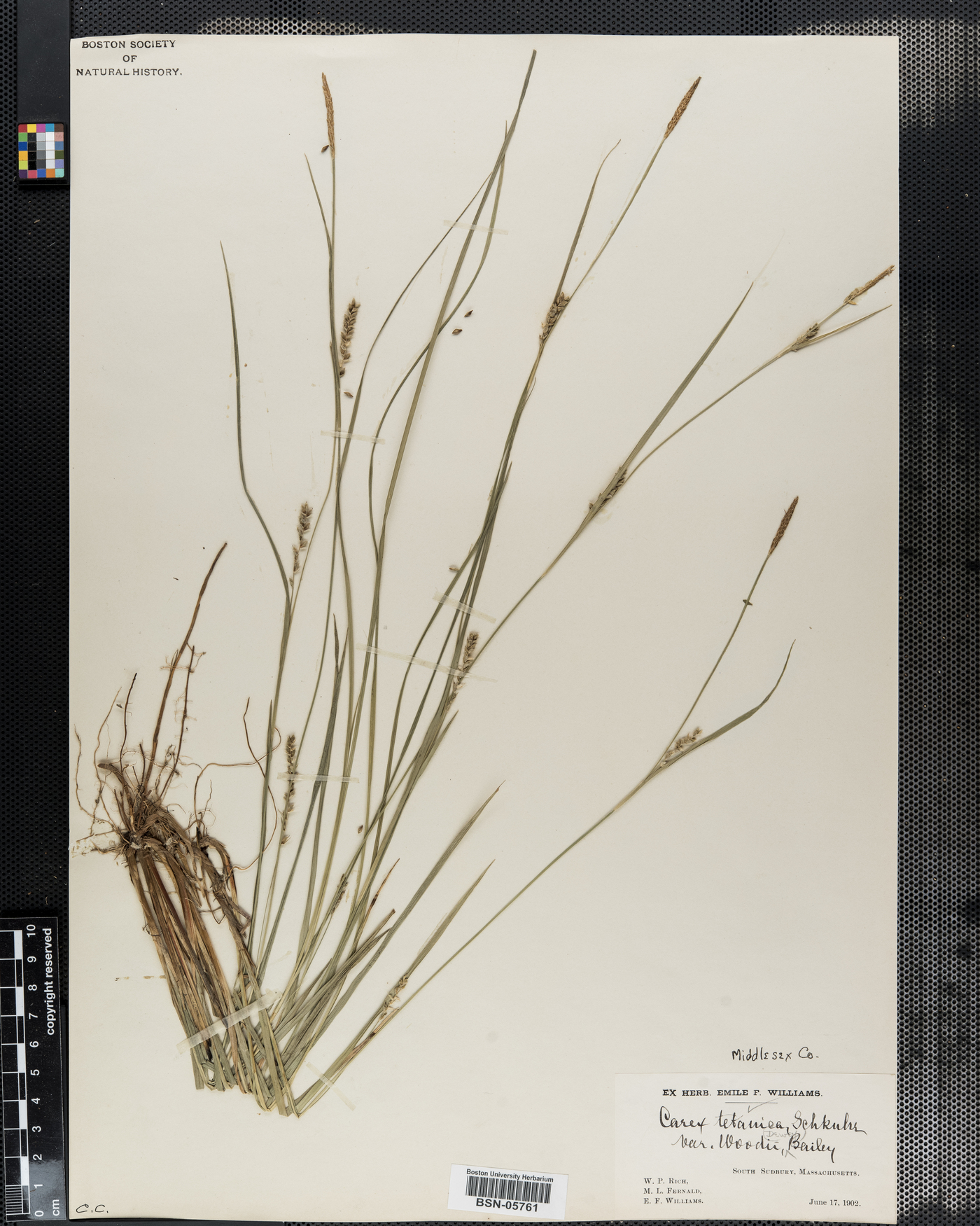 Carex tetanica var. woodii image