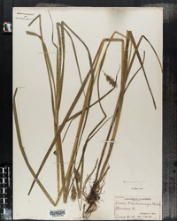 Carex trichocarpa image