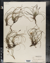 Carex pensylvanica image