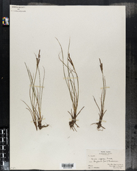 Carex rigida image