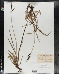 Carex rigida image