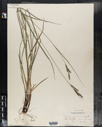 Carex virescens image