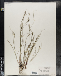 Carex virescens var. swanii image