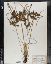 Cyperus erythrorhizos image