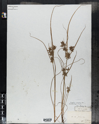 Cyperus bipartitus image