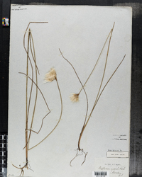 Eriophorum gracile image