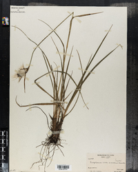Eriophorum viridi-carinatum image