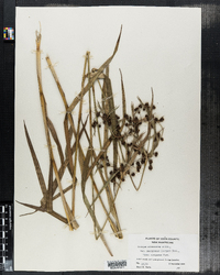 Scirpus atrovirens image