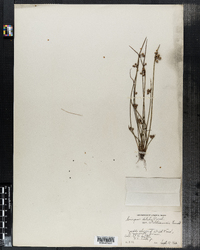 Image of Scirpus debilis var. williamsii