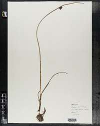 Schoenoplectus americanus image