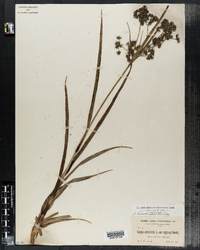 Scirpus microcarpus image