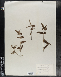 Murdannia nudiflora image