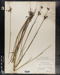 Juncus canadensis image