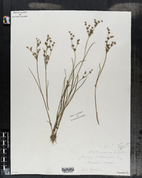 Juncus articulatus image